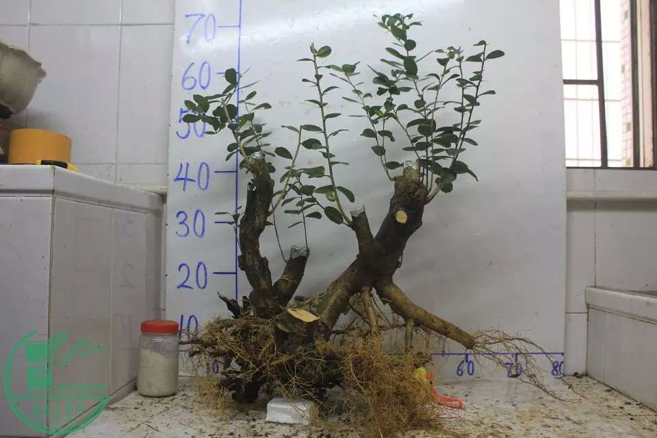 psb (1).jpg