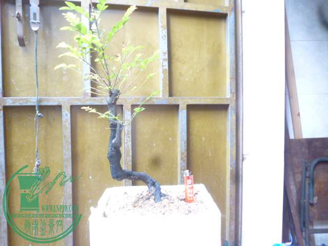 P1140757.JPG