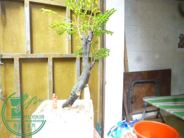 P1140767.JPG
