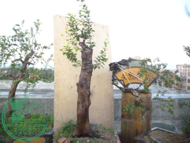 P1140784.JPG