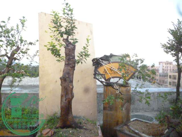 P1140785.JPG