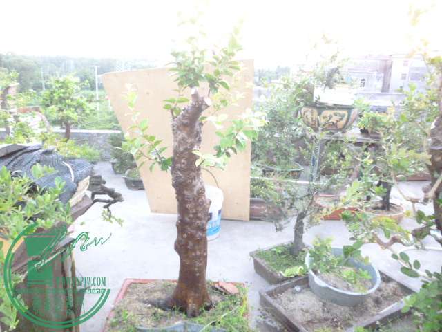 P1140787.JPG