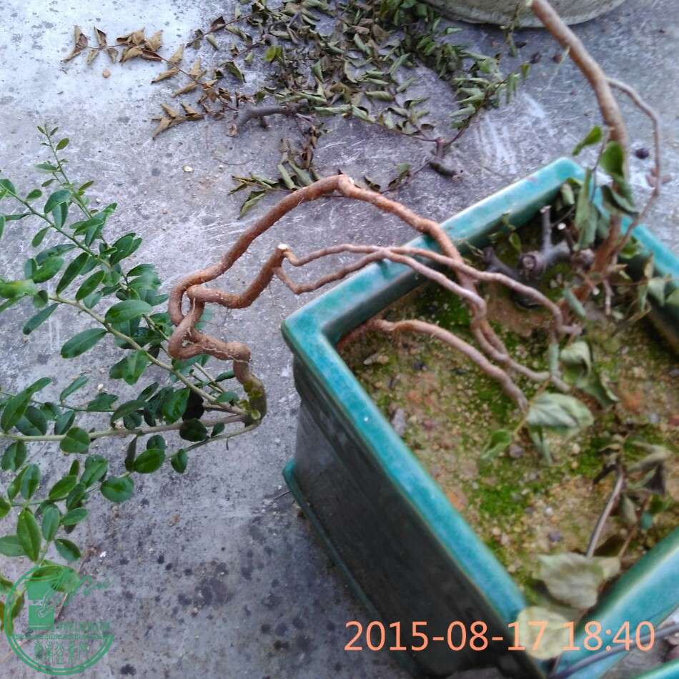 IMG20150817183952_1440000653432.jpg