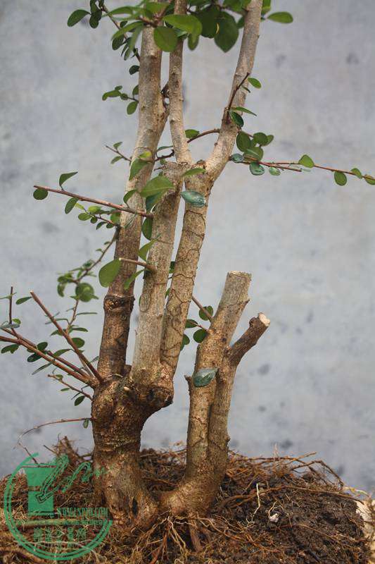 Ƭ20131026ۺ 3828.jpg