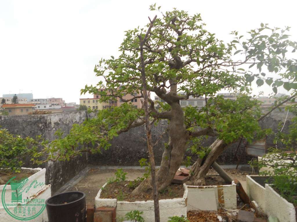 ˼÷.JPG