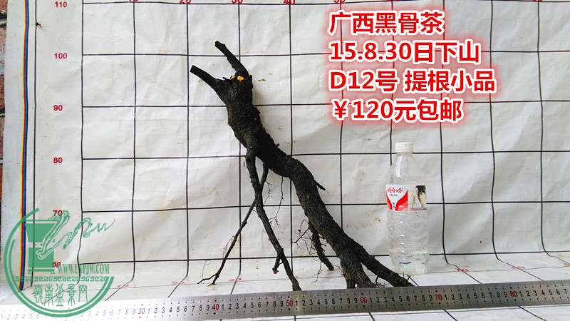 IMG_20150830_154943_.jpg