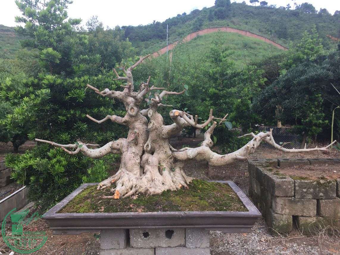 賤130cm