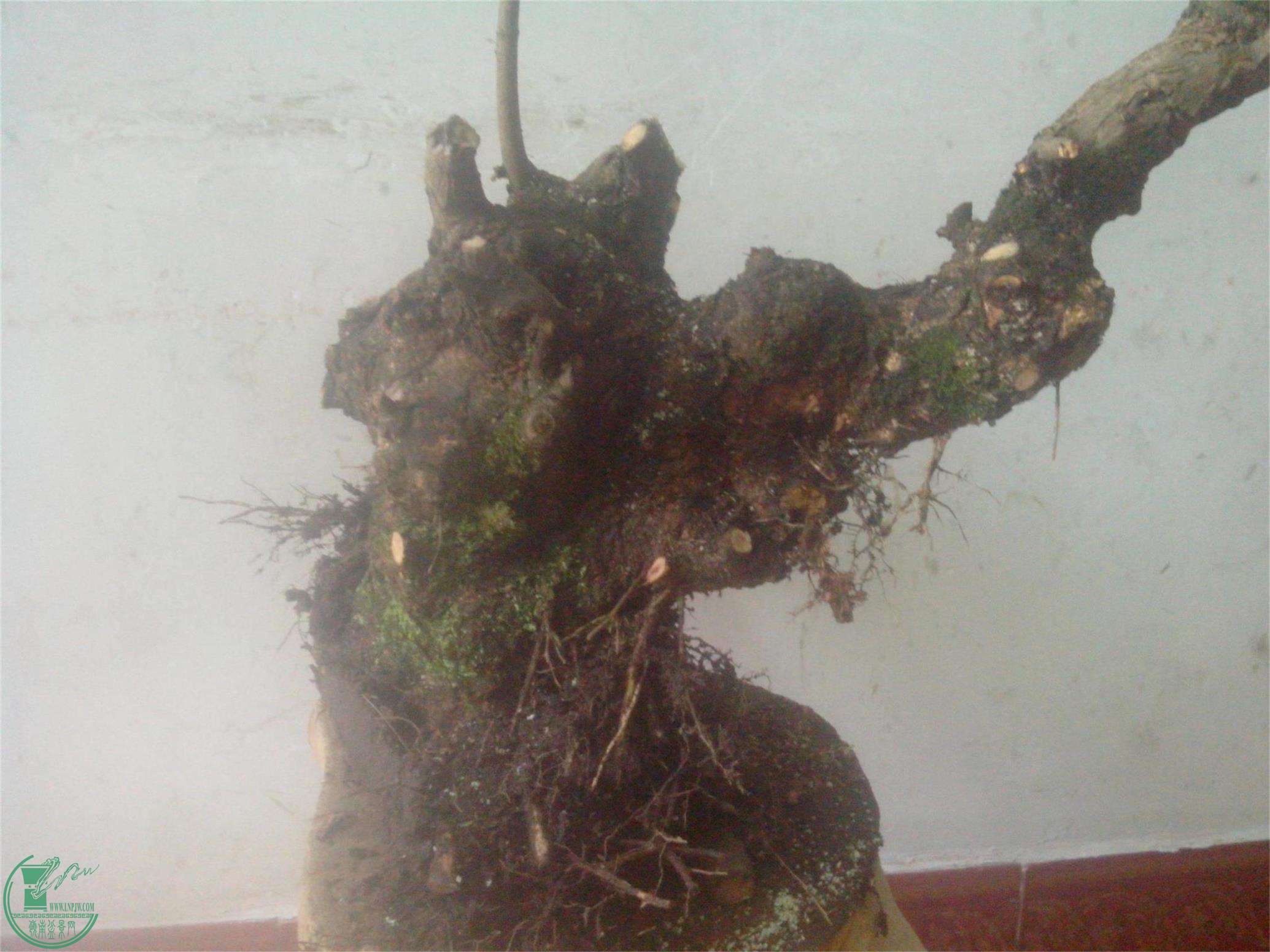 IMG20150318016.jpg