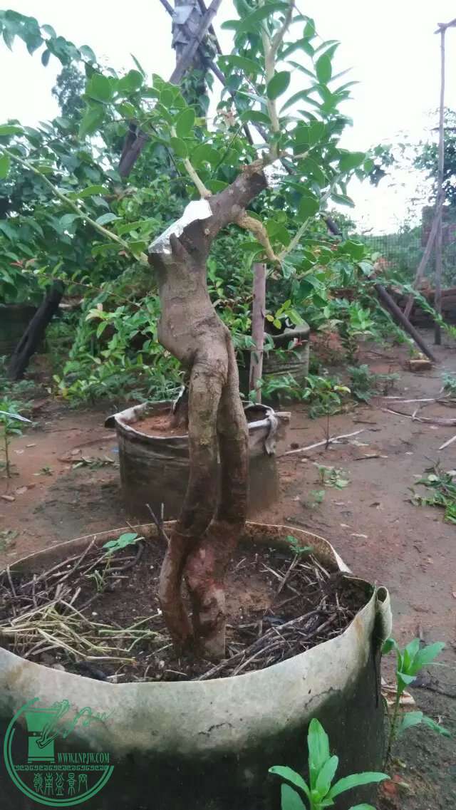 17.jpg