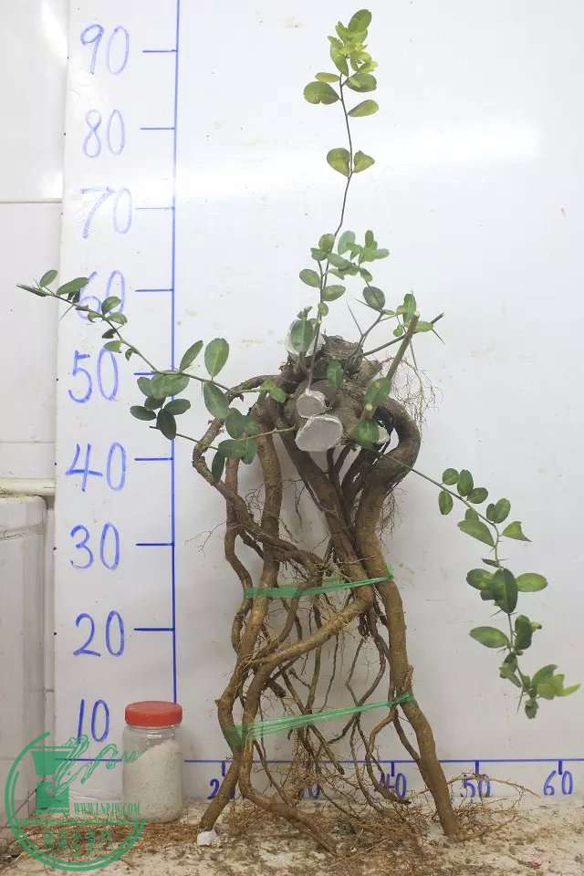 psb (1).jpg