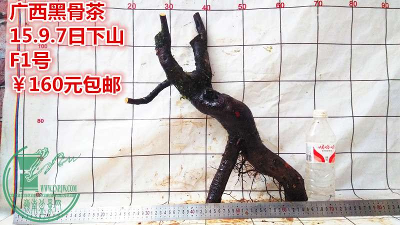 IMG_20150907_185732_.jpg