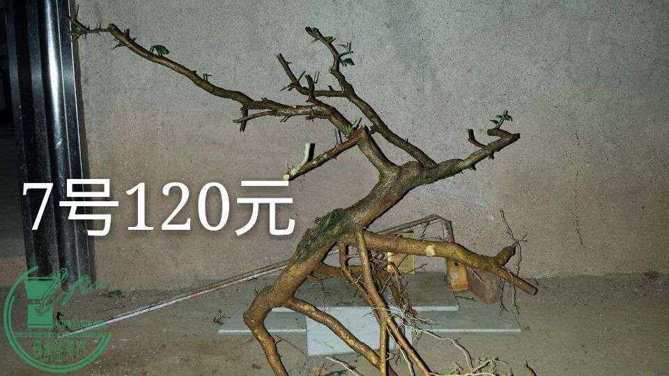 QQͼƬ20150907203612.jpg