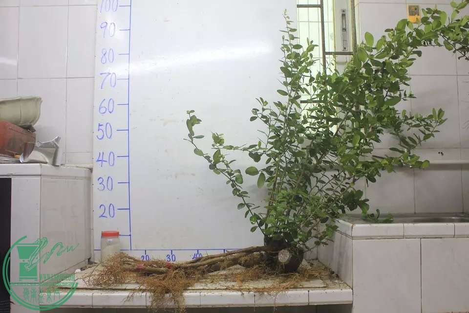 psb (2).jpg