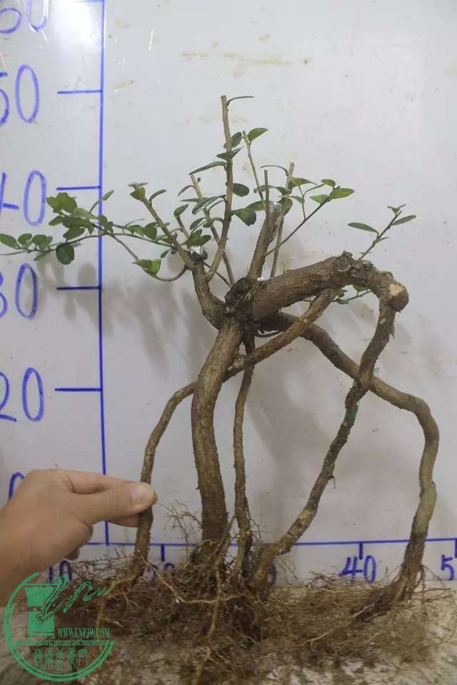 psb (2).jpg