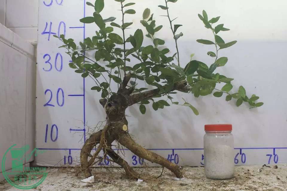 psb (9).jpg