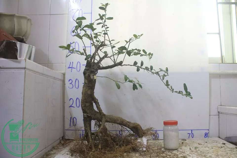 psb (7).jpg