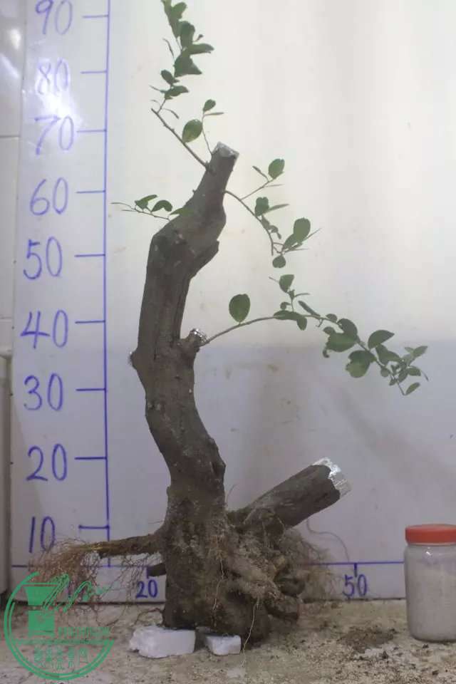 psb (3).jpg
