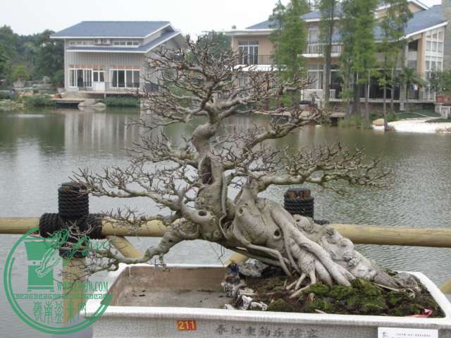 DSC02304.JPG