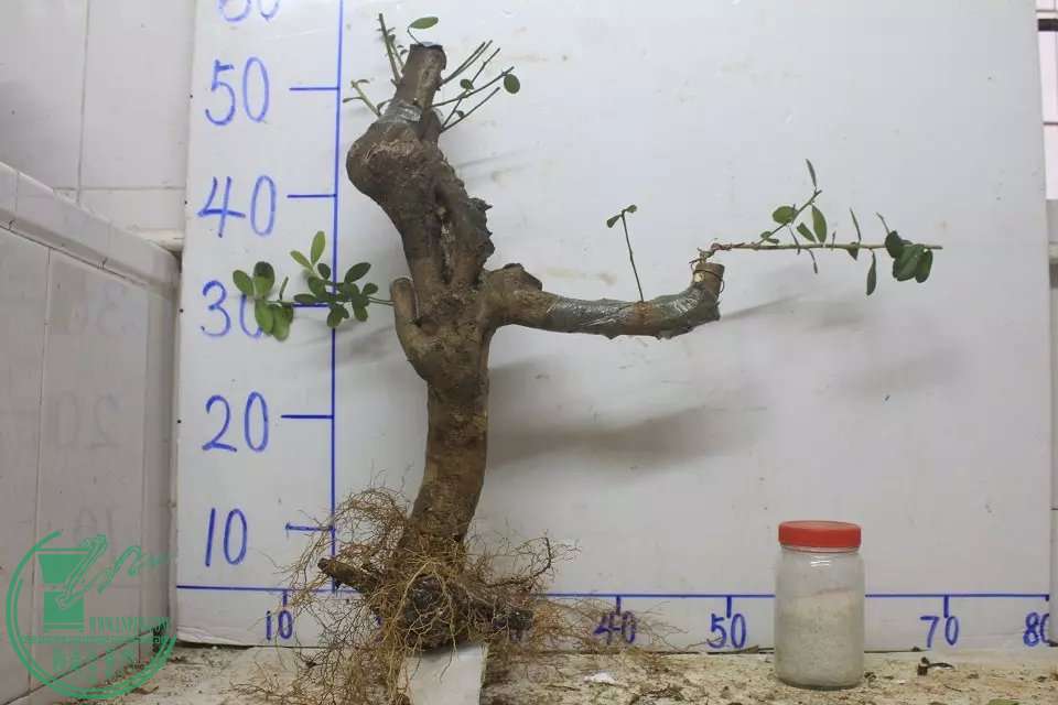 psb (2).jpg
