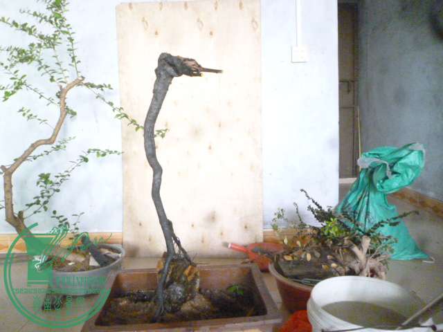 P1140949.JPG