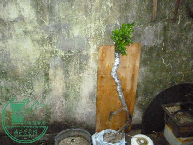 P1140546.JPG