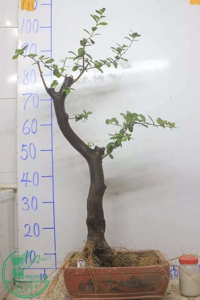 psb (2).jpg