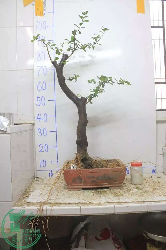 psb (1).jpg