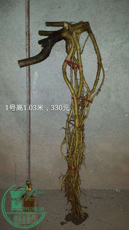 681742