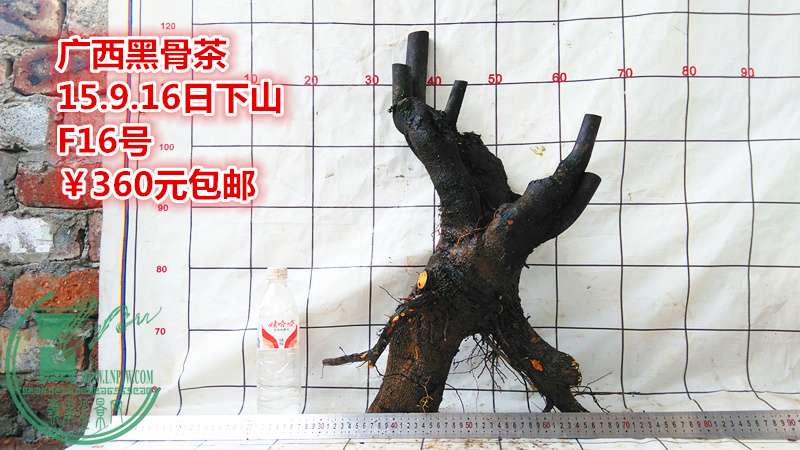 IMG_20150916_164759_.jpg