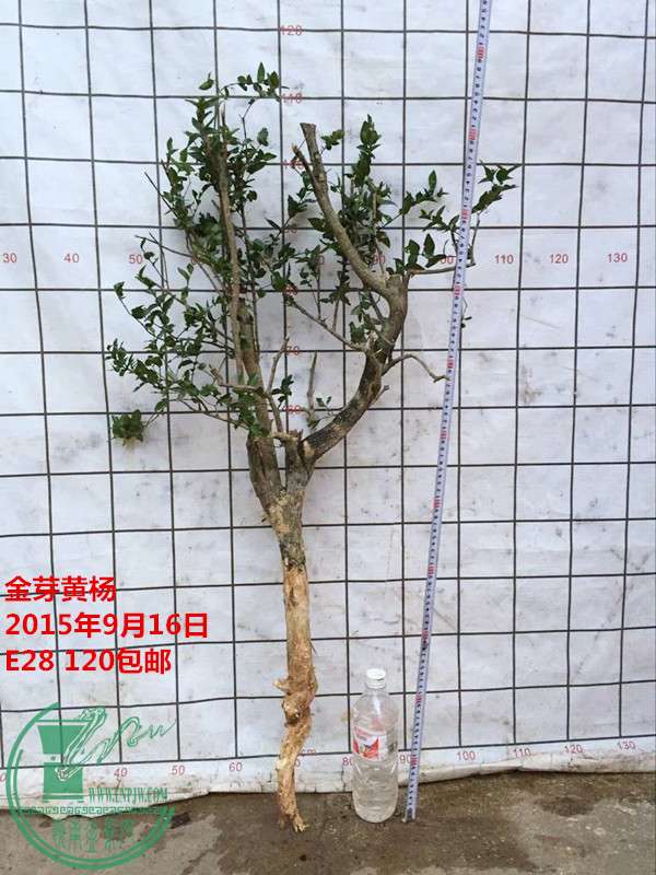 QQͼƬ20150916185837_.jpg