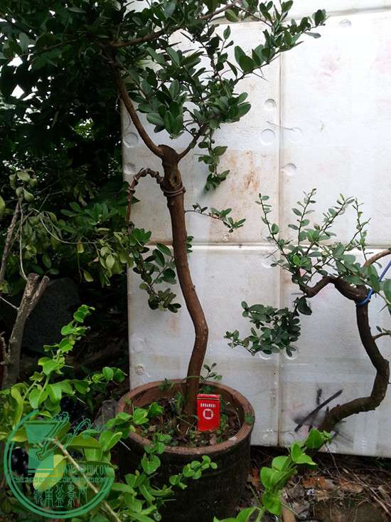 辰20150916_171109.jpg