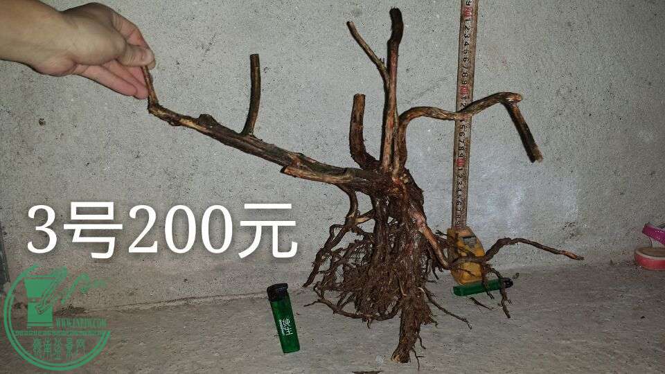 QQͼƬ20150917204945.jpg