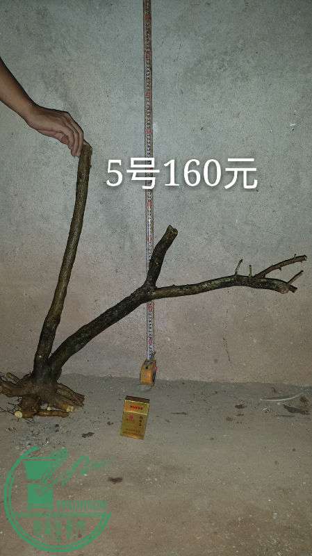 683031