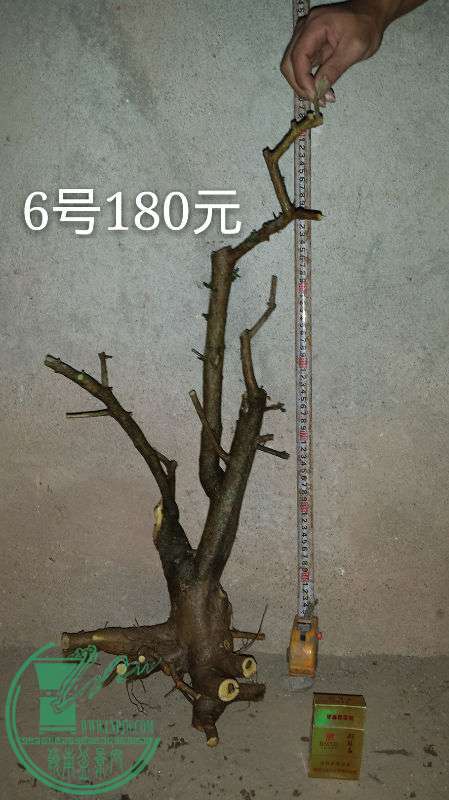 683032
