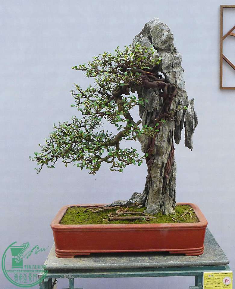 P1110500.JPG
