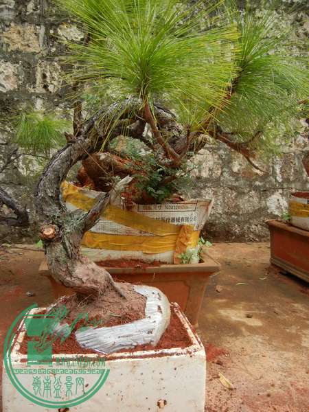 zs 008.JPG