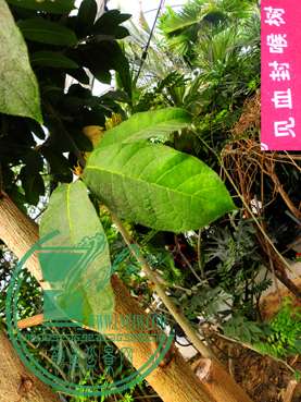 DSCN9008.jpg