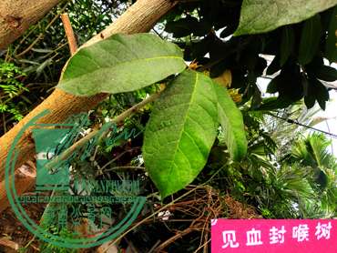 DSCN9007.jpg