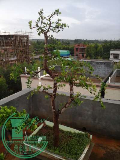 ͼƬ1231.jpg
