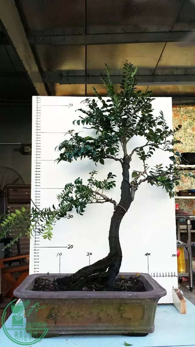 psb (8).jpg
