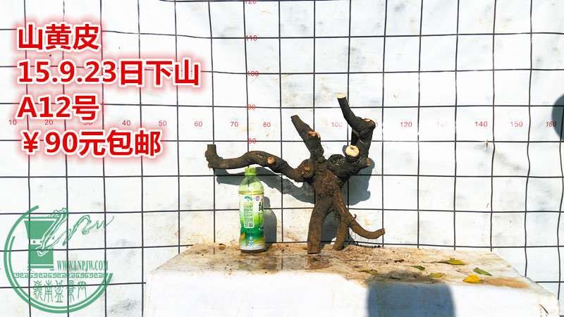 IMG_20150923_163730_.jpg