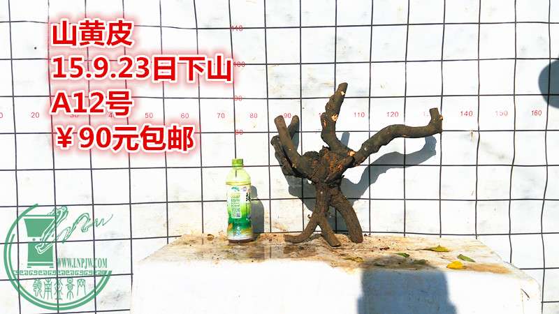 IMG_20150923_163739_.jpg