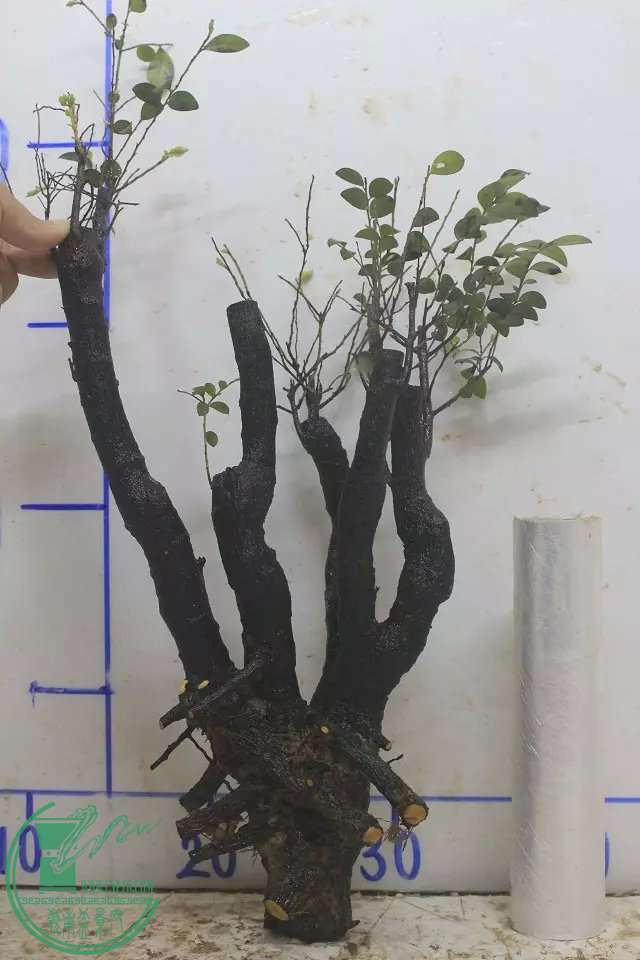 psb (2).jpg