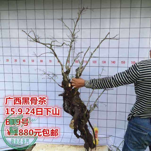 QQͼƬ20150924185512_.jpg