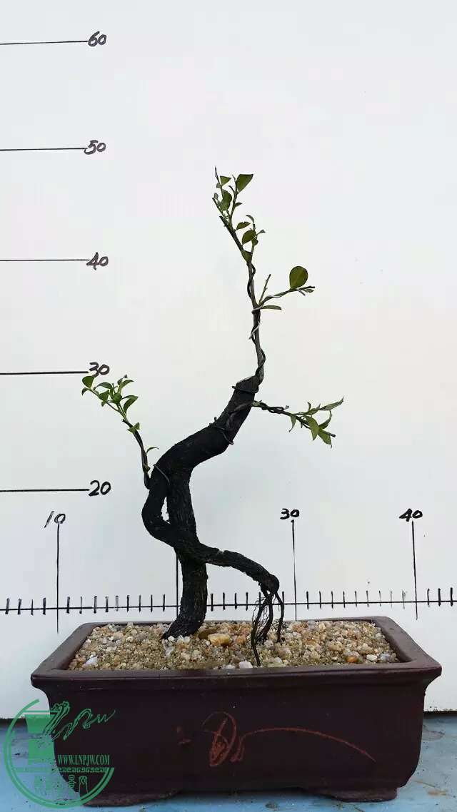 psb (4).jpg