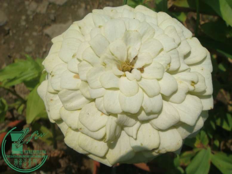 DSC09226.jpg
