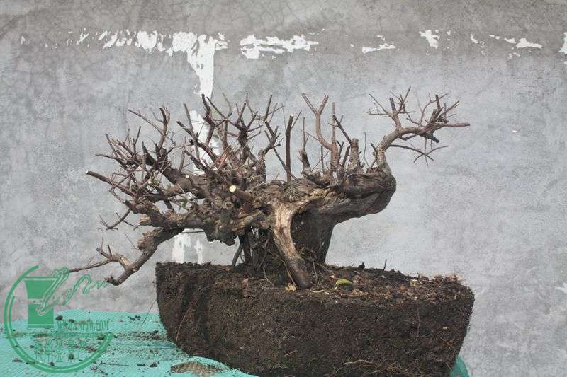 Ƭ20131026ۺ 3866.jpg
