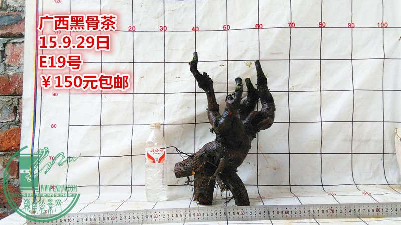 IMG_20150929_181154_.jpg