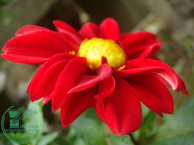 DSC09278.jpg