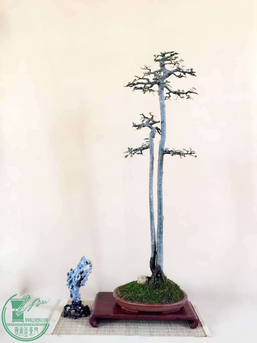 一盆双杆文人榆树 - 盆景自由讲 - 岭南盆景网 - www.